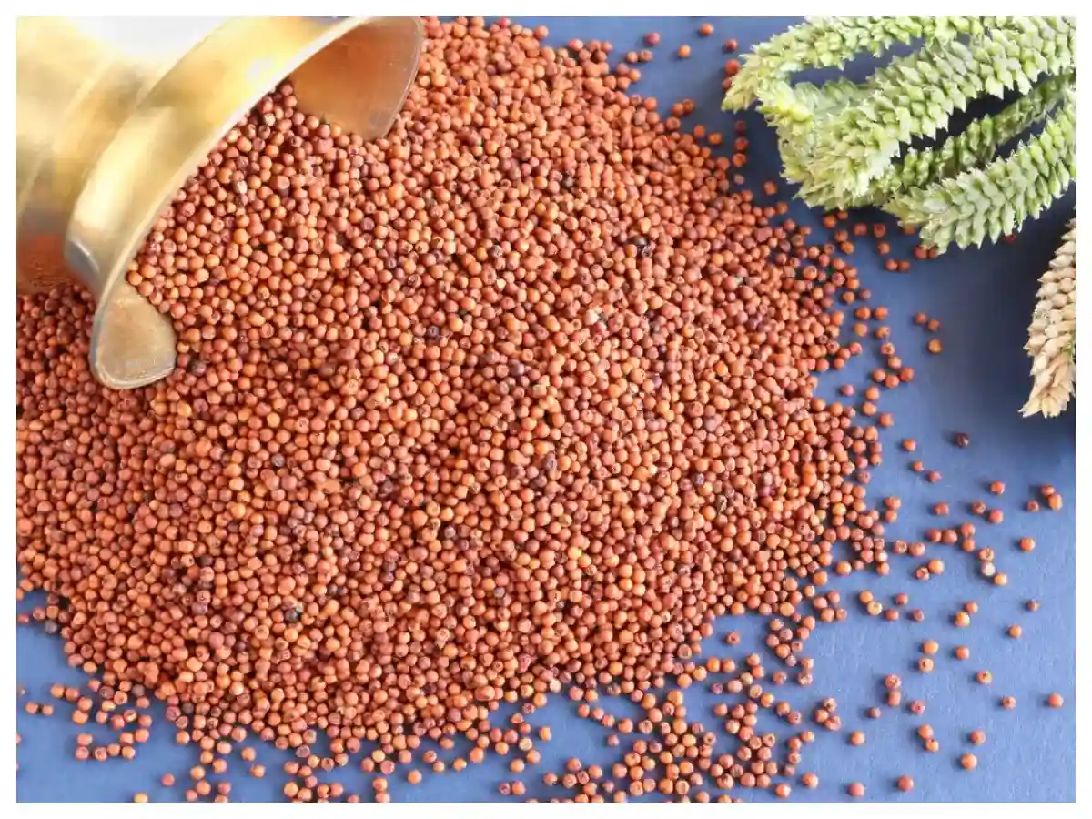 Sujatha Premium Quality Ragi