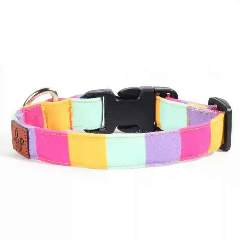 Colour Pop Dog Collar Belt - Small