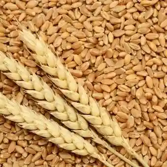 Sujatha Premium Quality Wheat